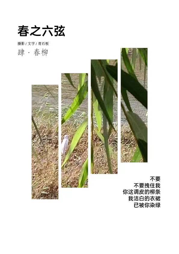 春之韵5.jpg
