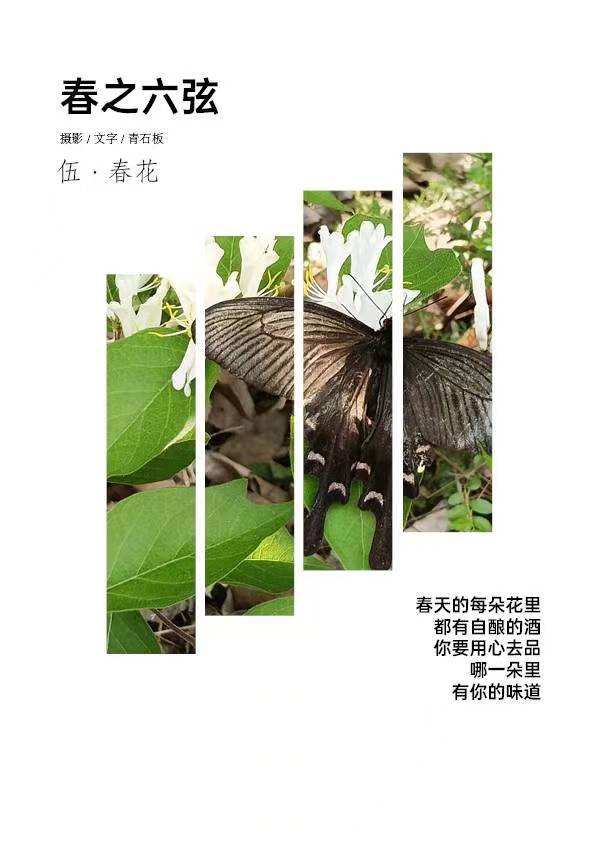 春之韵6.jpg