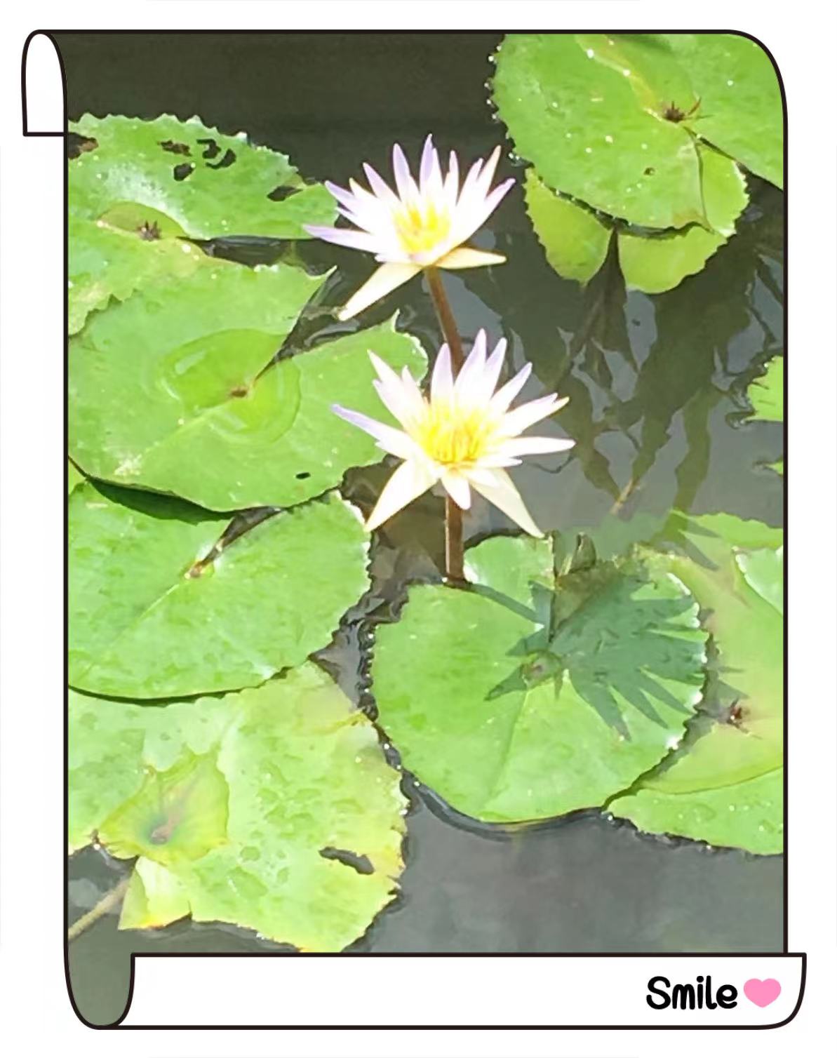 荷花3.jpg