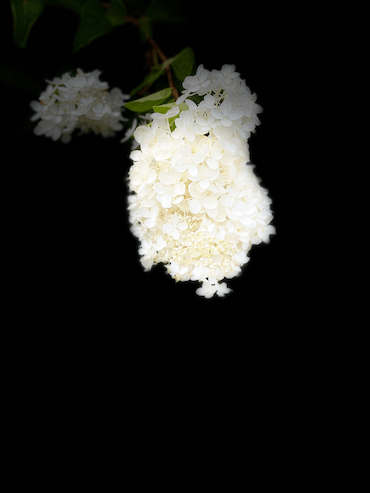C23CA61D-84E2-41F4-B1E4-EBC1266754AB.png