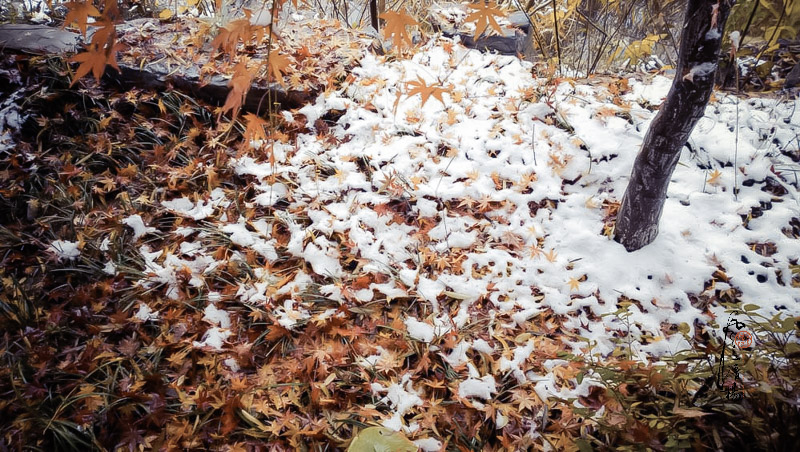 WP_20151124_13_34_54_Pro__highres.jpg