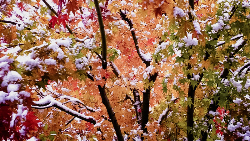 WP_20151124_13_38_29_Pro.jpg