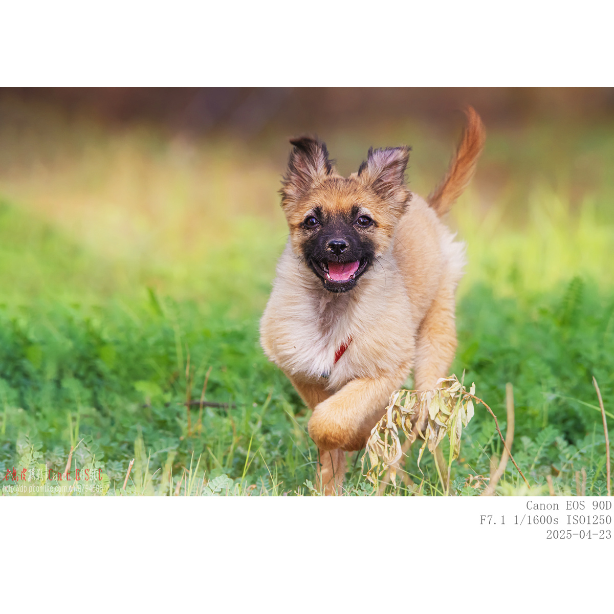 dog (2).jpg