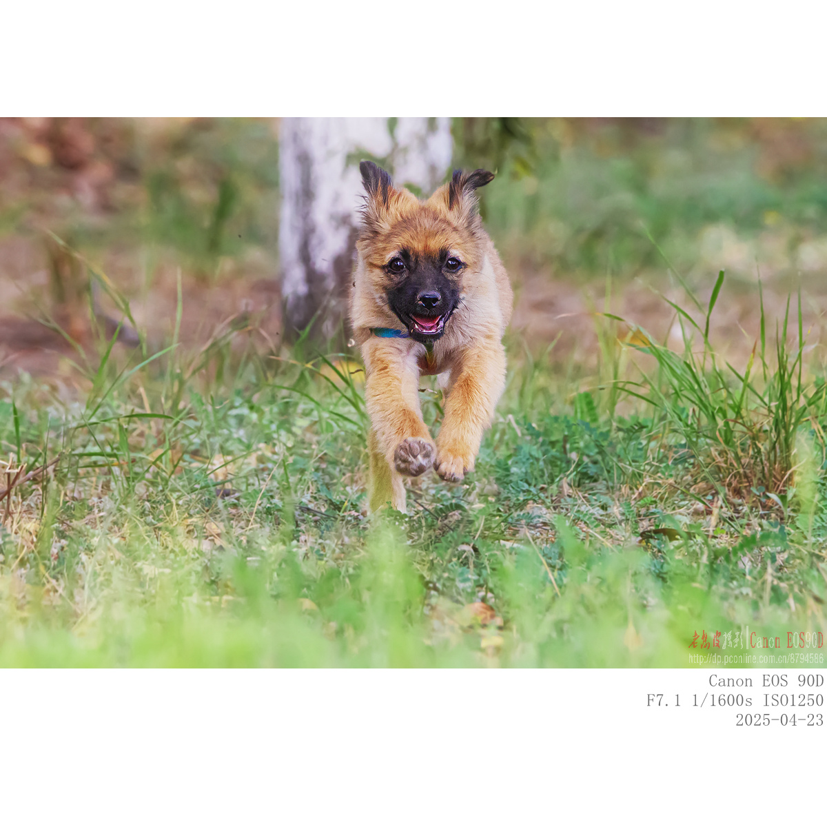 dog (5).jpg