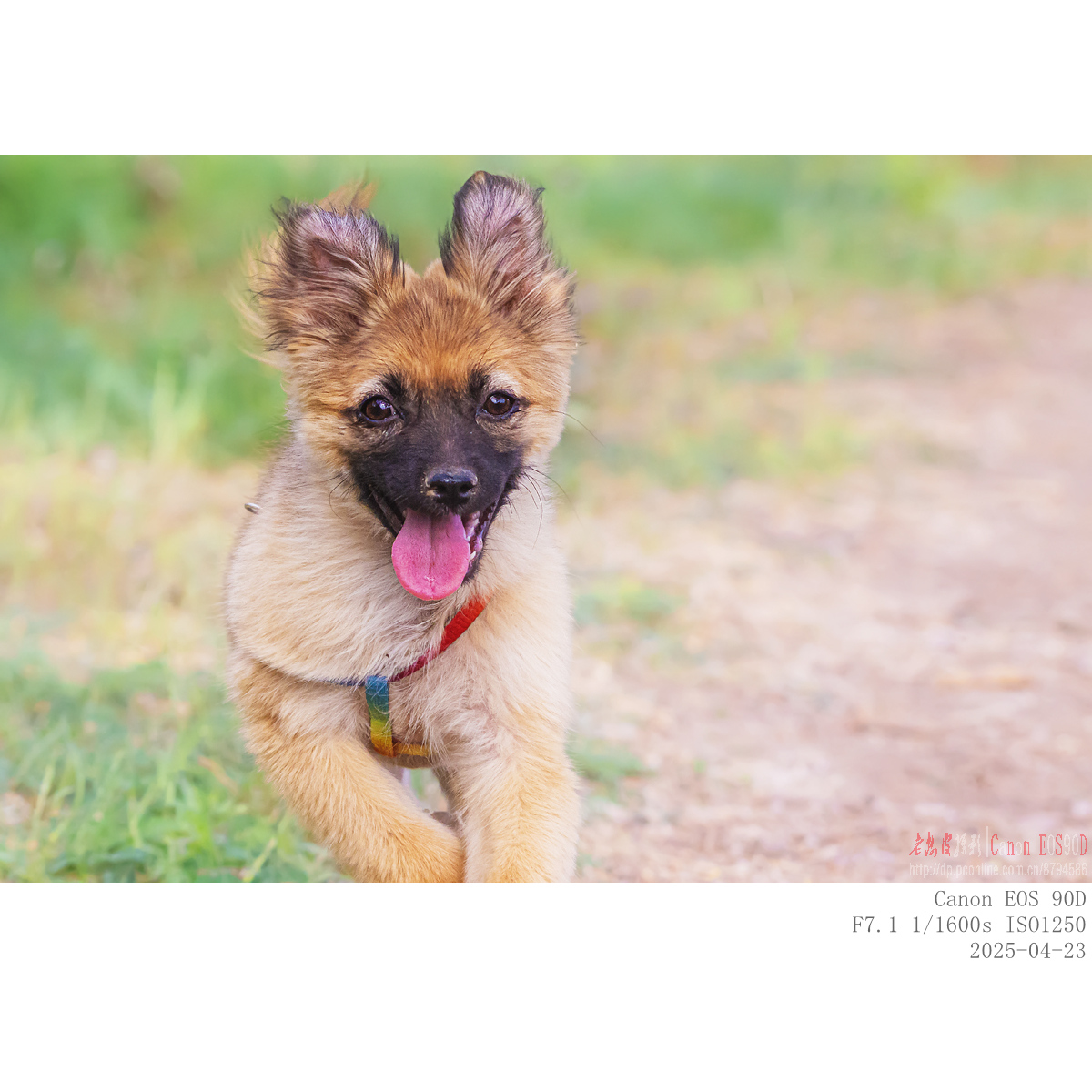 dog (7).jpg