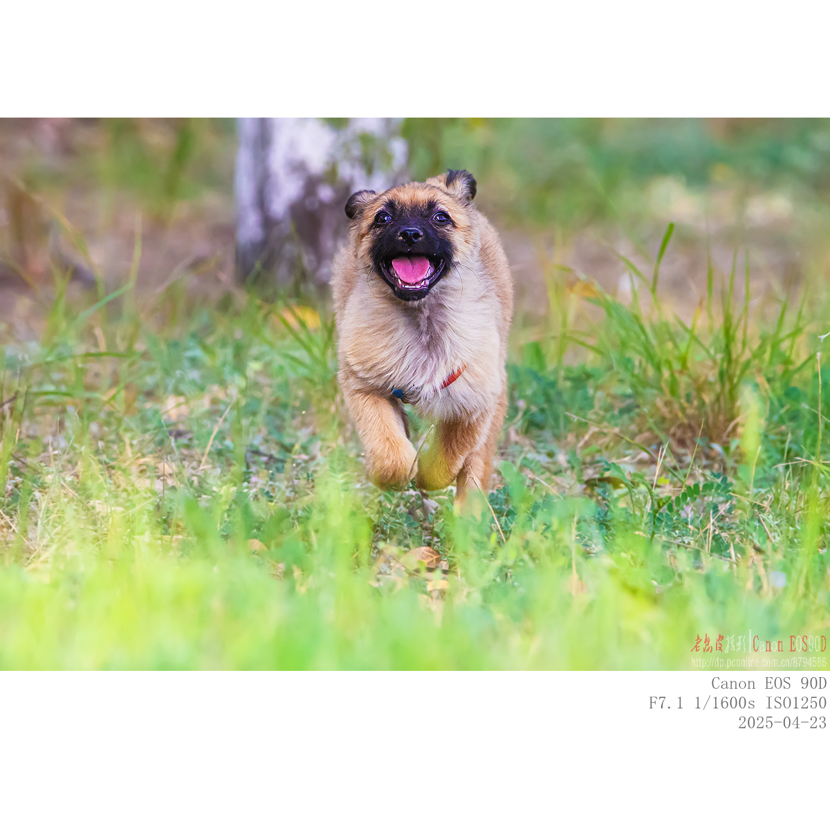 dog (8).jpg