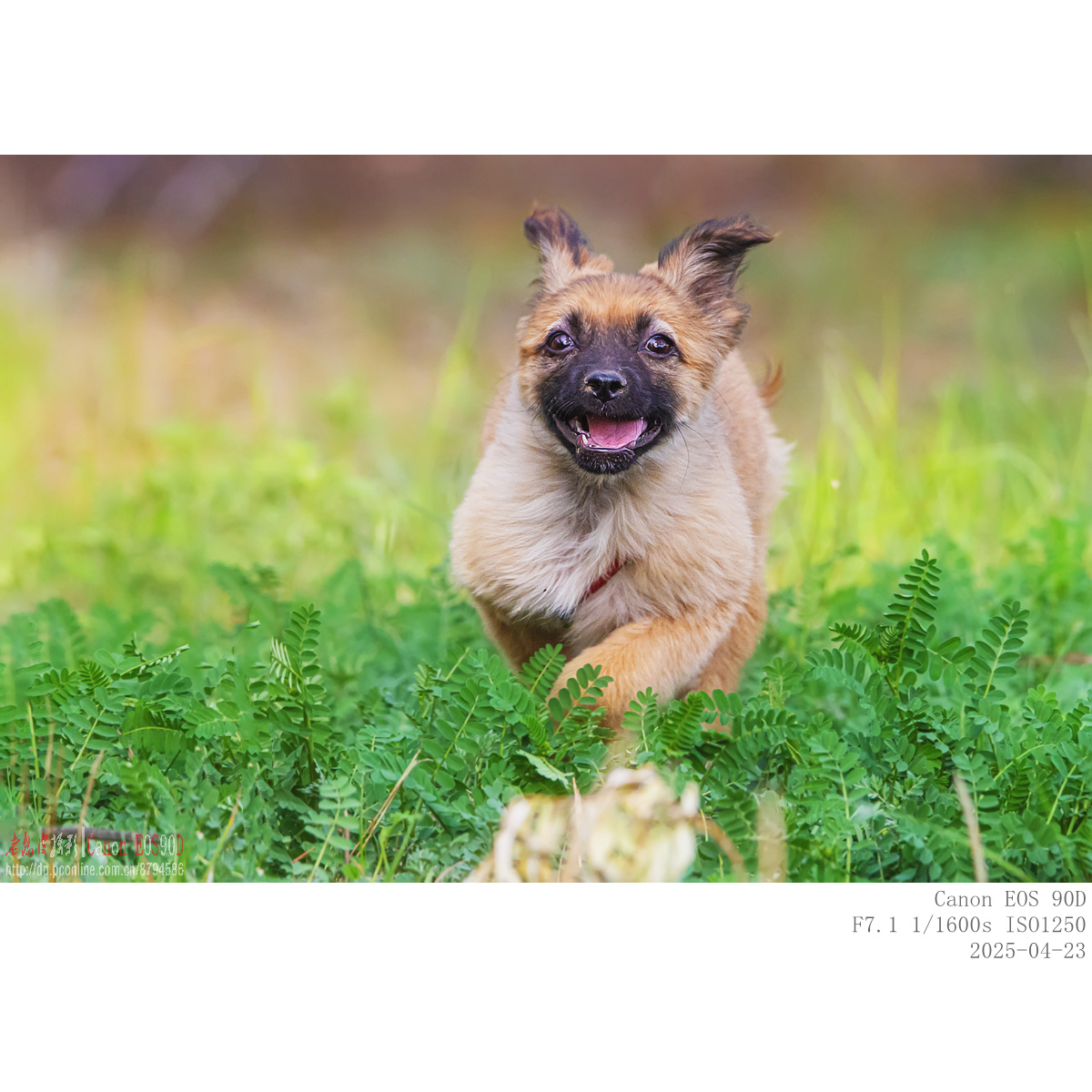 dog (9).jpg