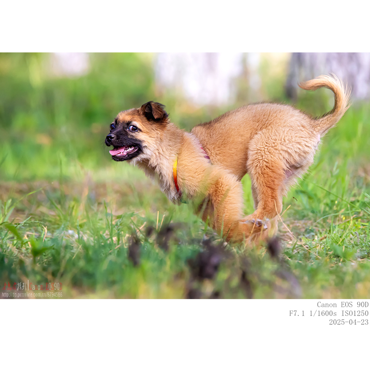 dog (6).jpg