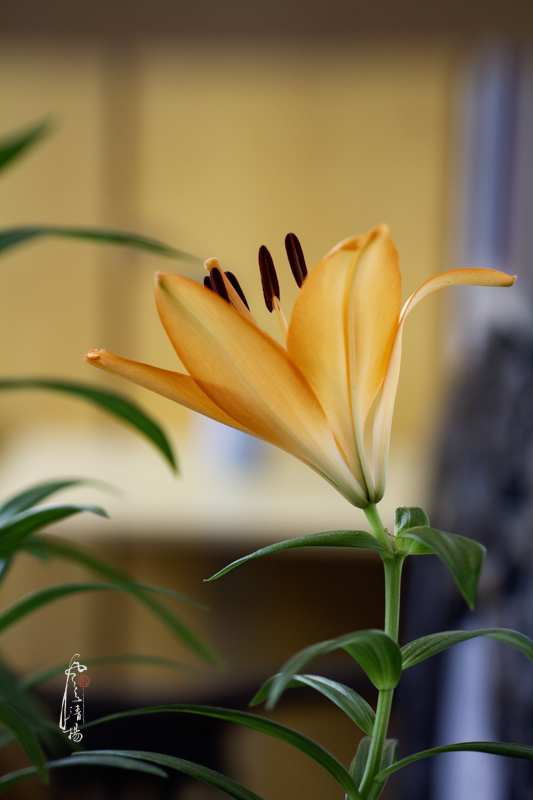 _MG_9394.jpg