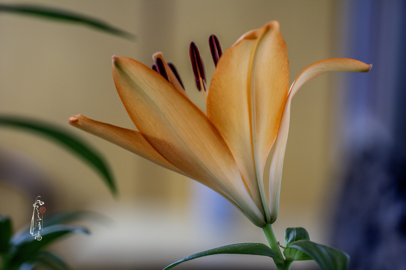 _MG_9393.jpg