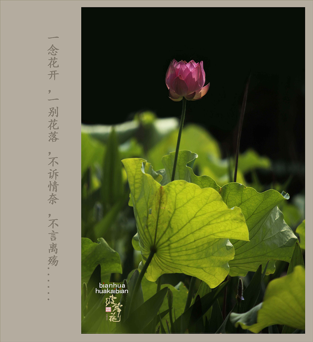 荷花，拜拜了001.jpg