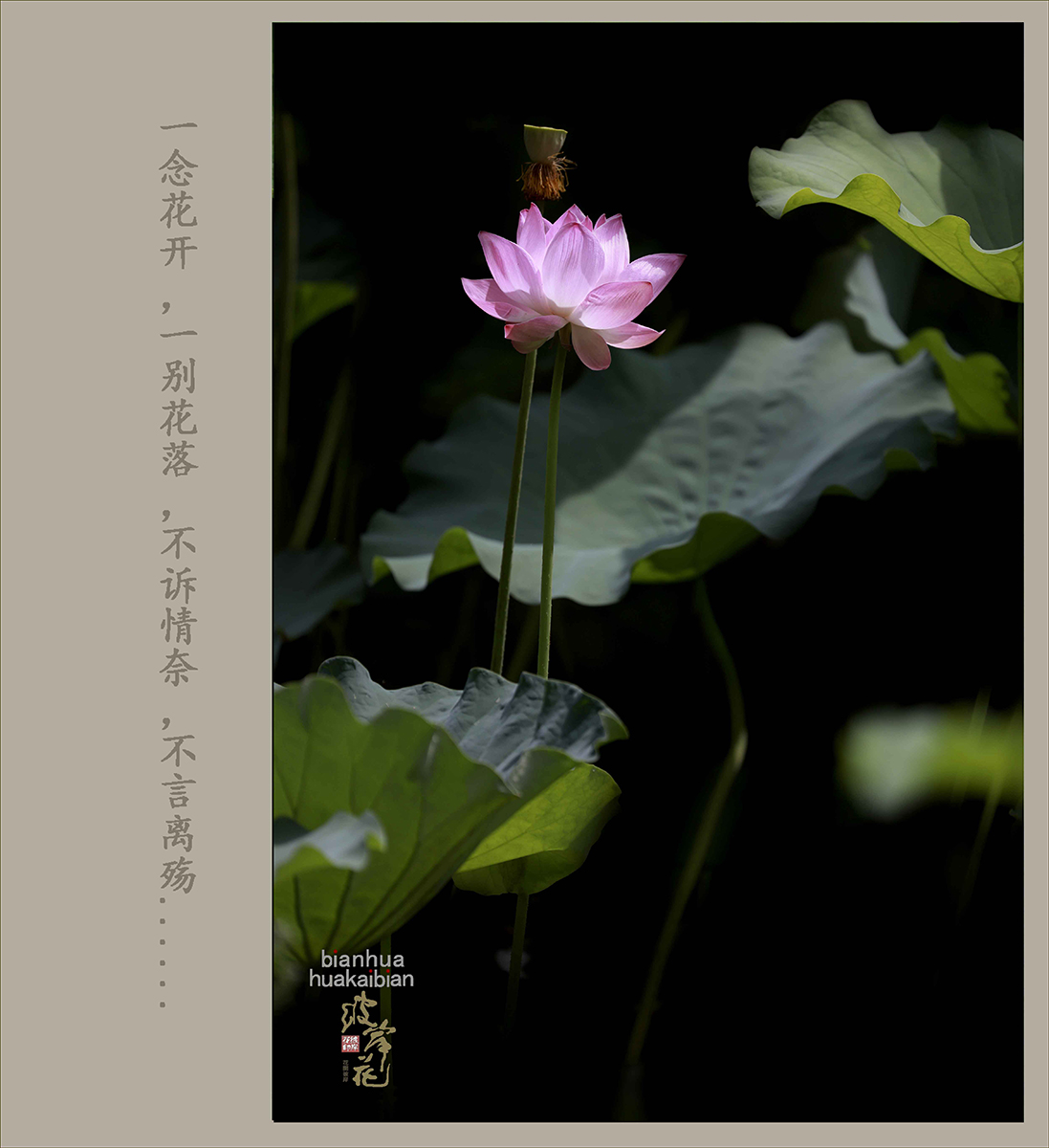 荷花，拜拜了0005.jpg