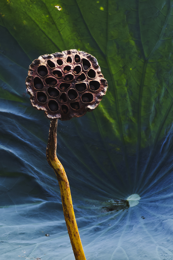 秋荷014900.jpg