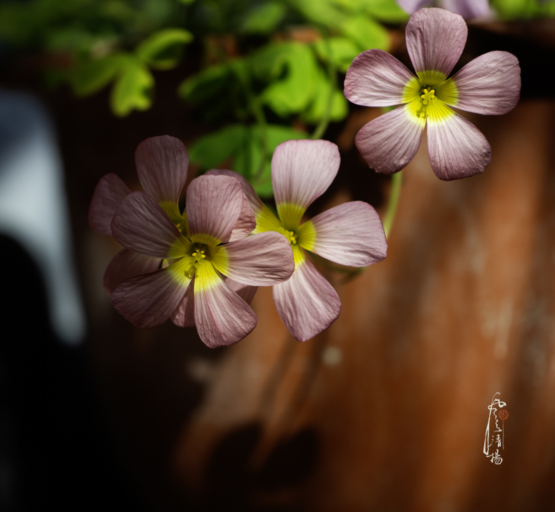 _MG_9293.jpg