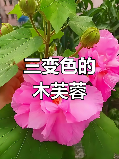 19.虞美人·木芙蓉.jpg