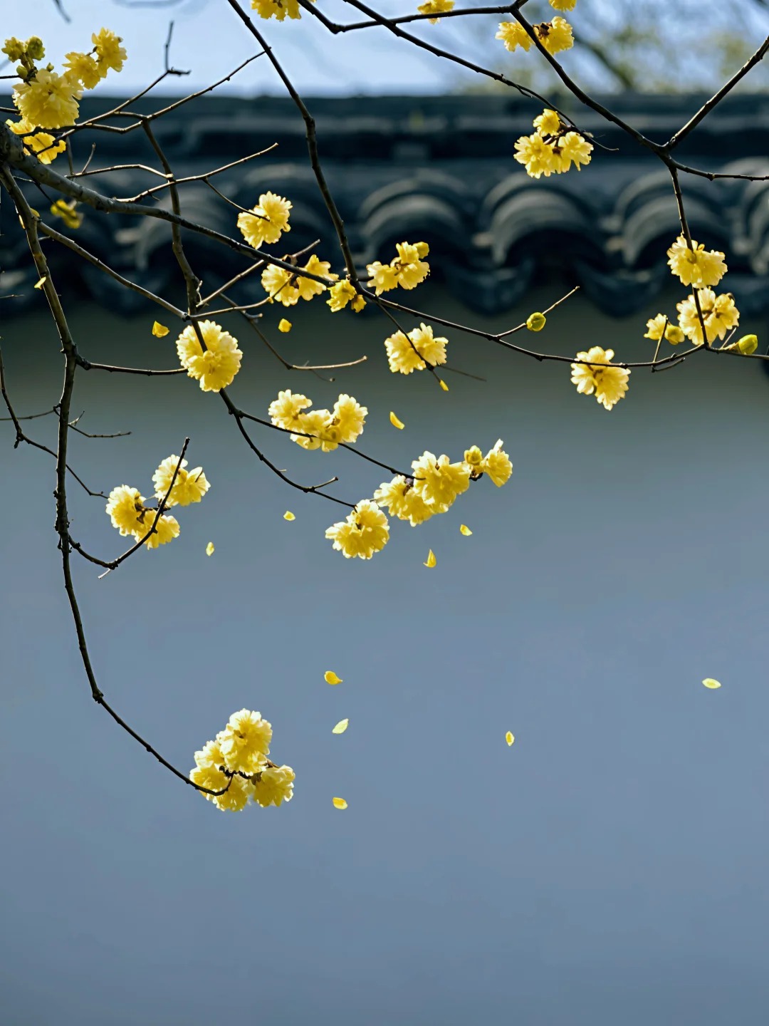 细雨轻洒，檐角滴答，诗意盎然🌸_6_南栀倾寒0712_来自小红书网页版.jpg