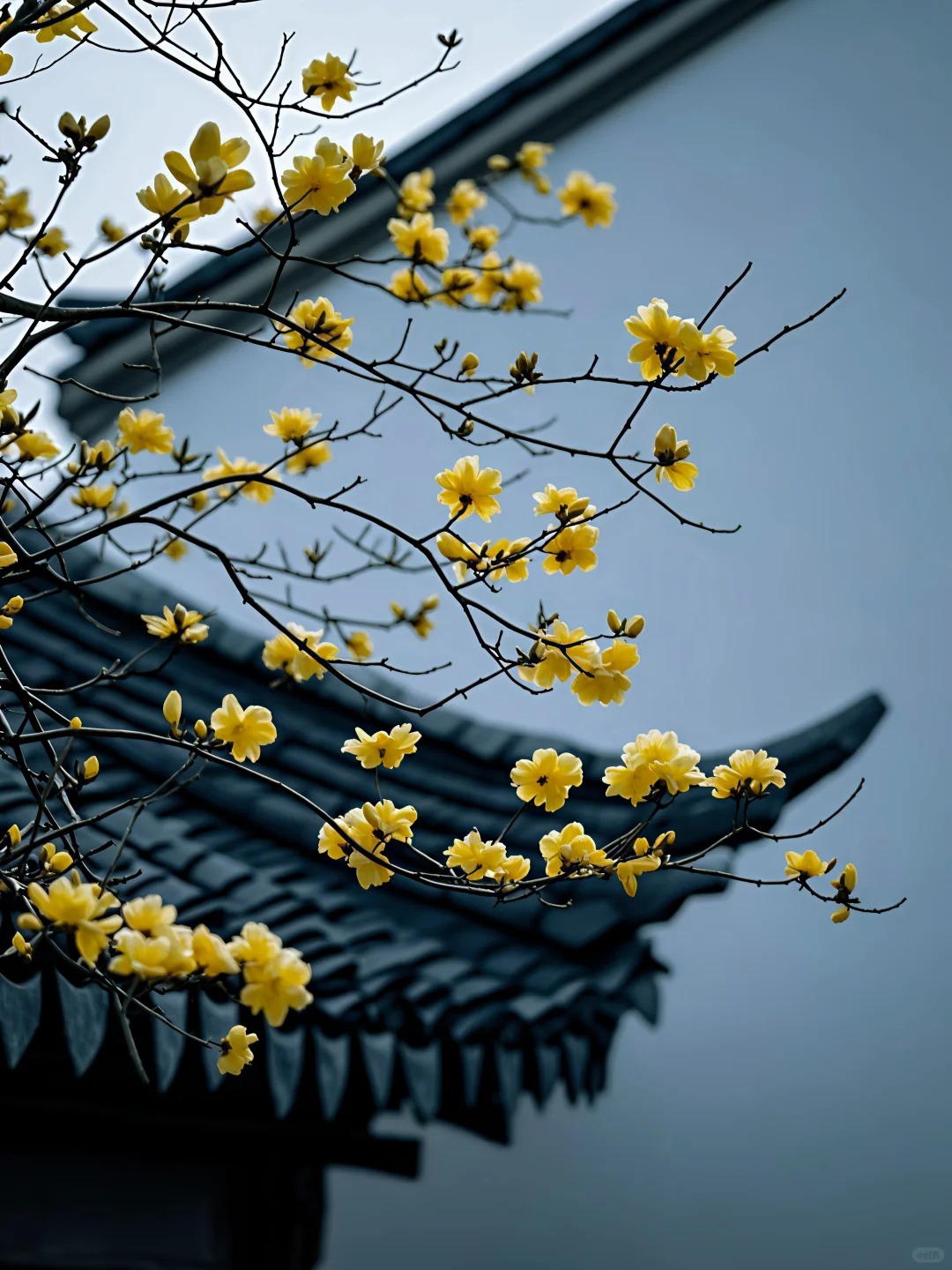 细雨轻洒，檐角滴答，诗意盎然🌸_4_南栀倾寒0712_来自小红书网页版.jpg