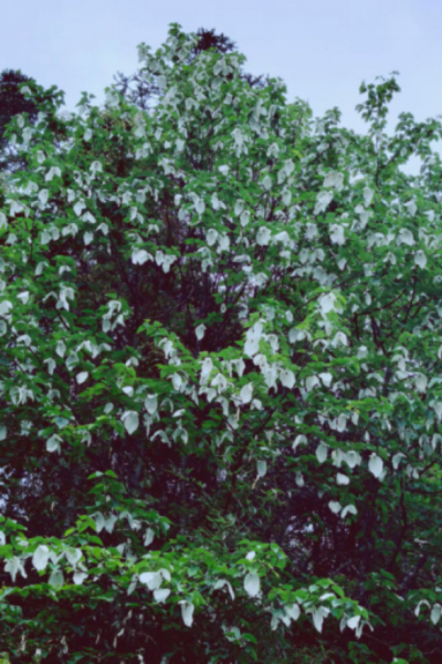 1AF92BB2-0891-45CA-901A-44E5D7C9A9A9.jpeg