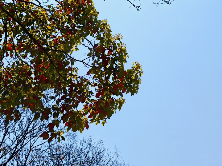 IMG_20250325_120638.jpg