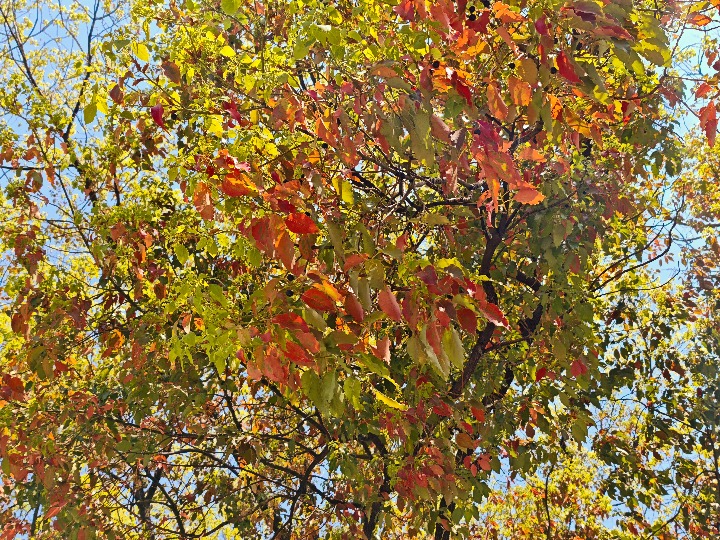 IMG_20250325_120908.jpg