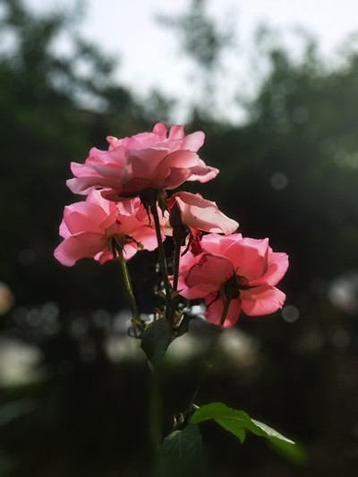IMG_20250518_164655.jpg