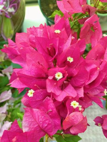 IMG_4085.jpeg