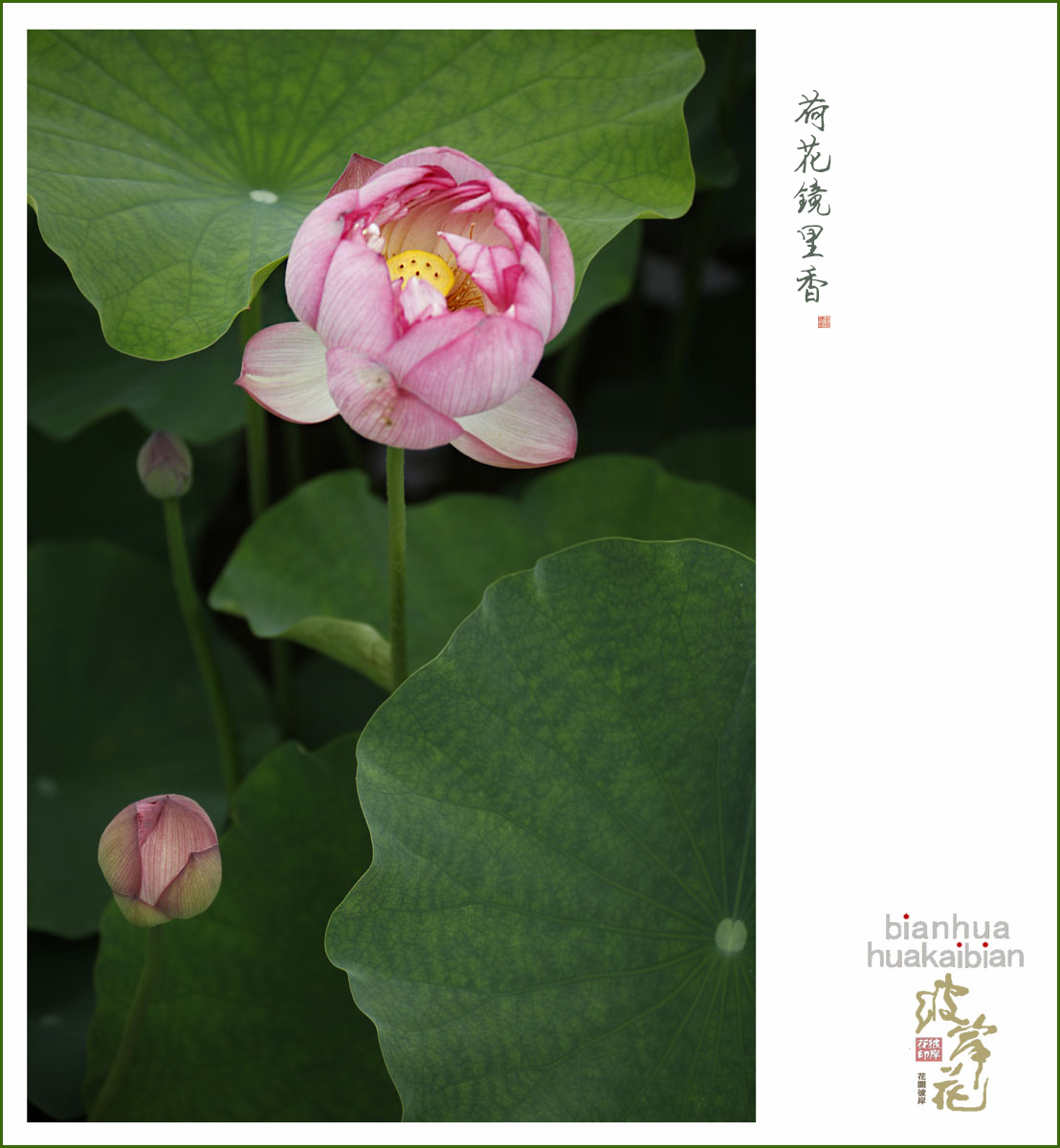 芙蓉01.jpg