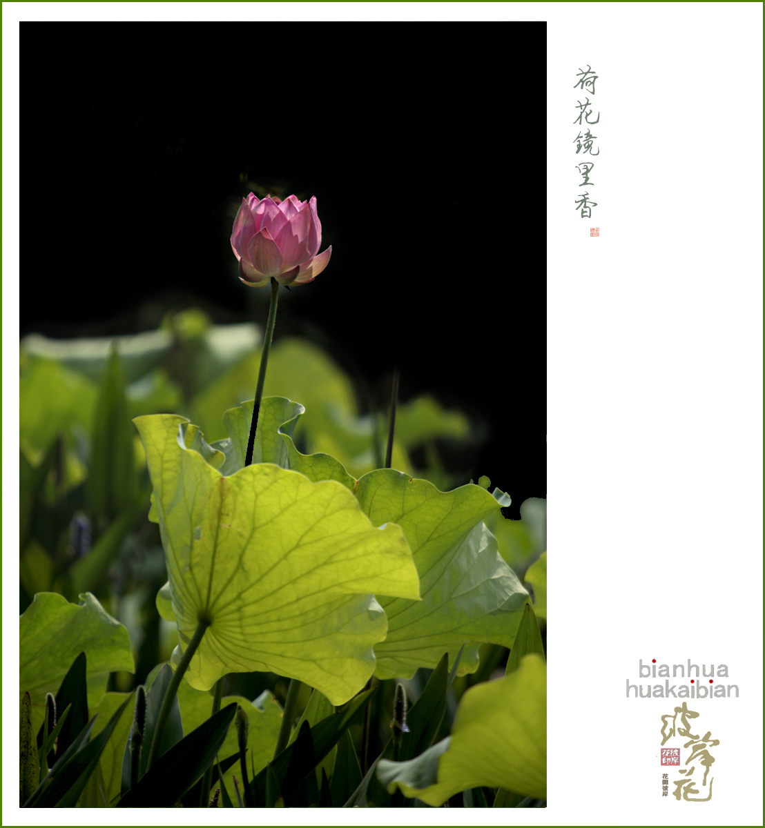 芙蓉02.jpg