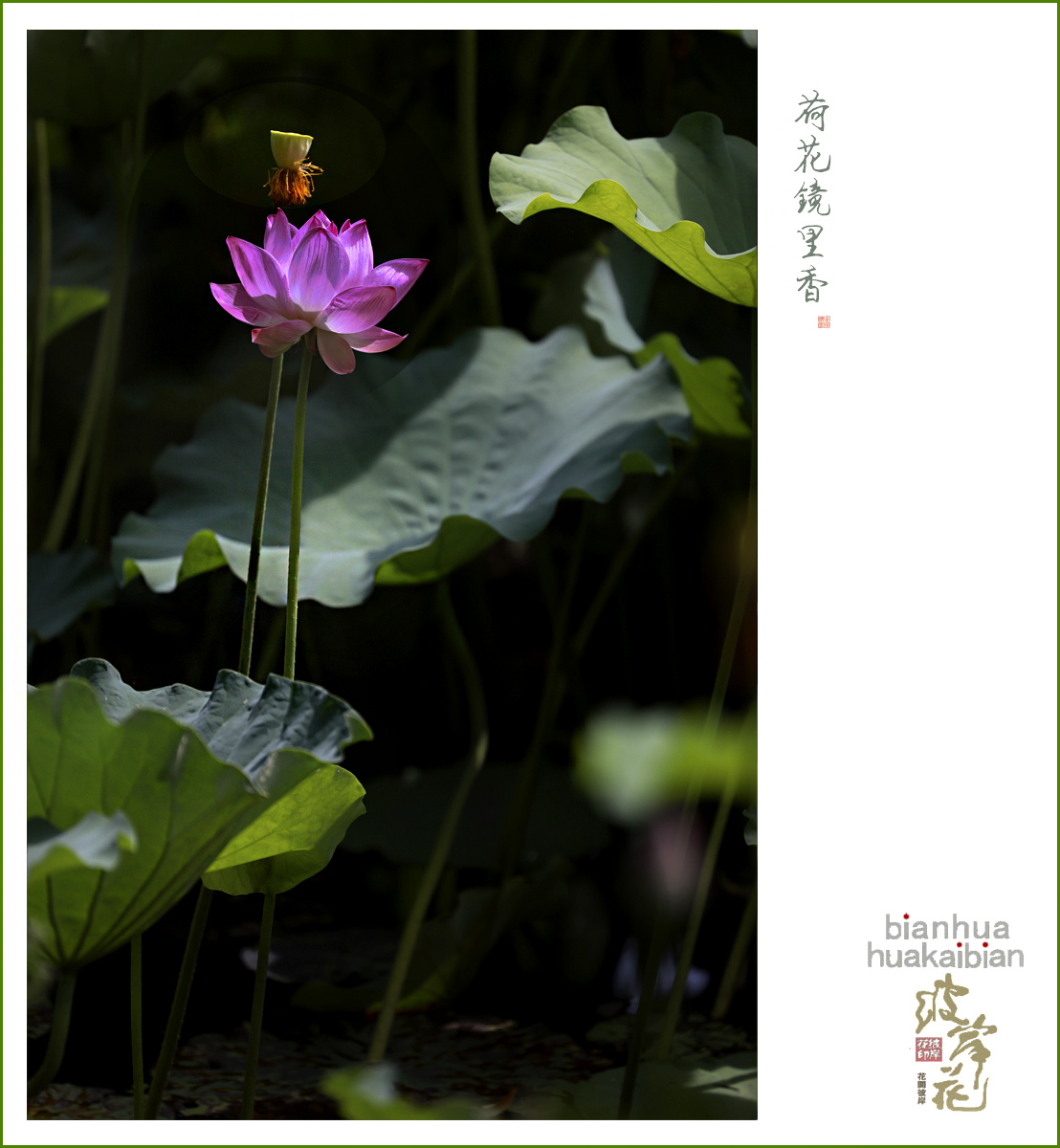 芙蓉03.jpg