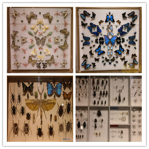 10昆虫标本.jpg